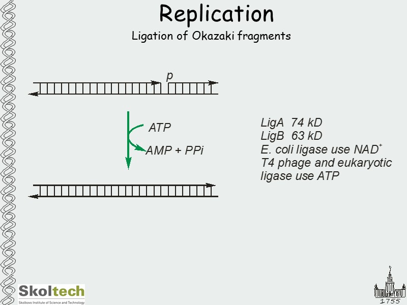 Replication Ligation of Okazaki fragments